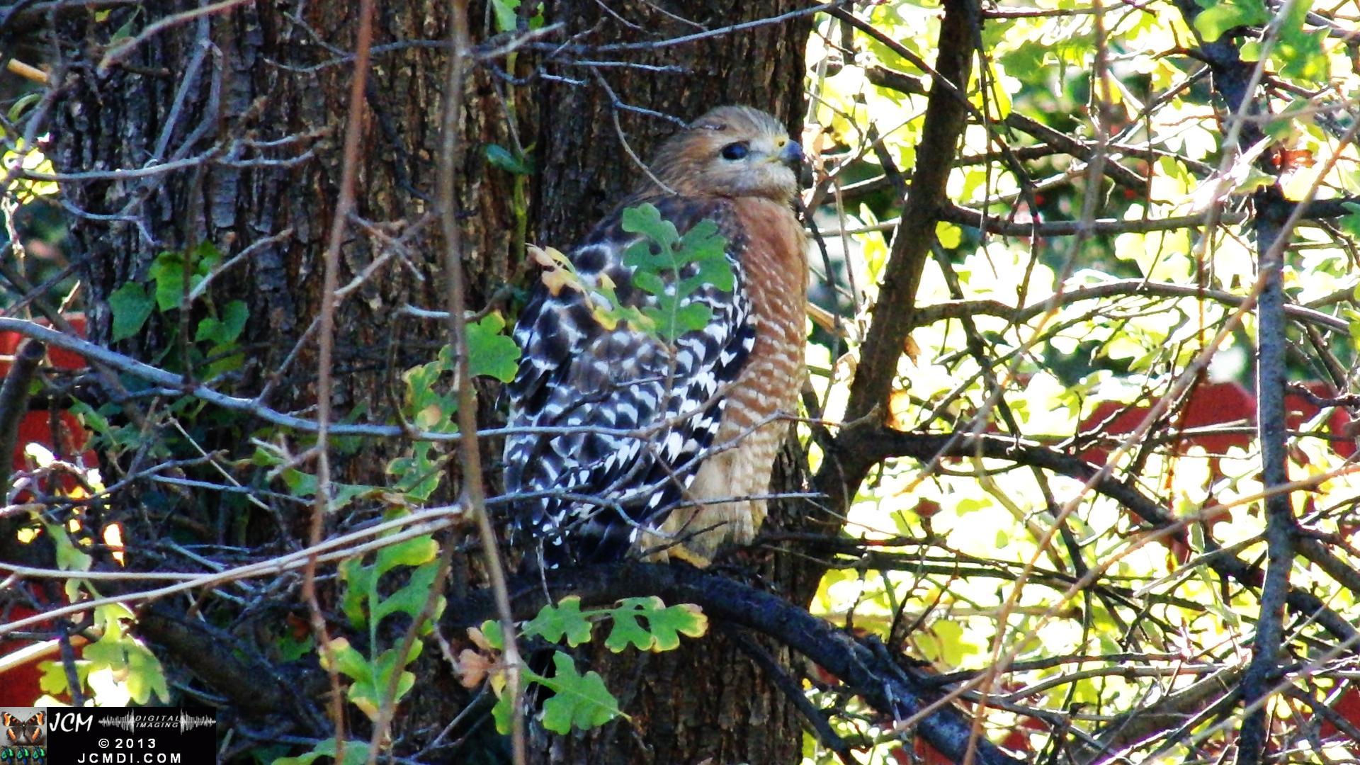 Red Shouldered Hawk
